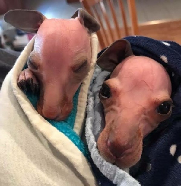 在這起事件中生還的袋鼠寶寶（左），將與另一隻同為孤兒的小袋鼠（右）共同生活，共同成長，最終也會一起回到野外。（擷取自《Boredpanda》）