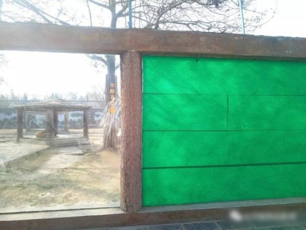 河南的商丘動物園內的老虎園近日有玻璃遭民眾不慎打裂,但園方卻未因此封閉該處,反而只是用一片綠布蓋住,就繼續開放民眾參觀。(圖擷自澎湃新聞)