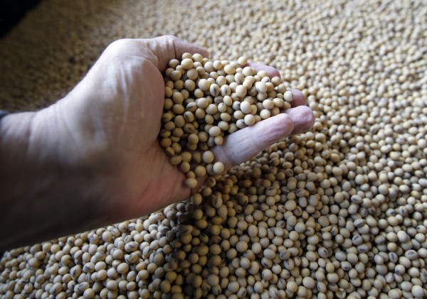 美國大豆成中國報復對象,川普揚言加徵1000億中國進口稅,中方嗆奉陪到底。(美聯社)