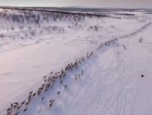 挪威國家廣播公司(NRK)推出慢電視「馴鹿遷徙篇」(Reinflytting – minutt for minutt)。(圖擷取自NRK臉書)