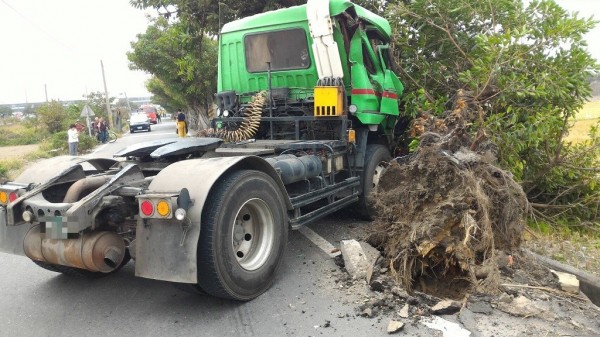 聯結車撞上路旁大樹，大樹連根拔起。（圖記者張聰秋翻攝）