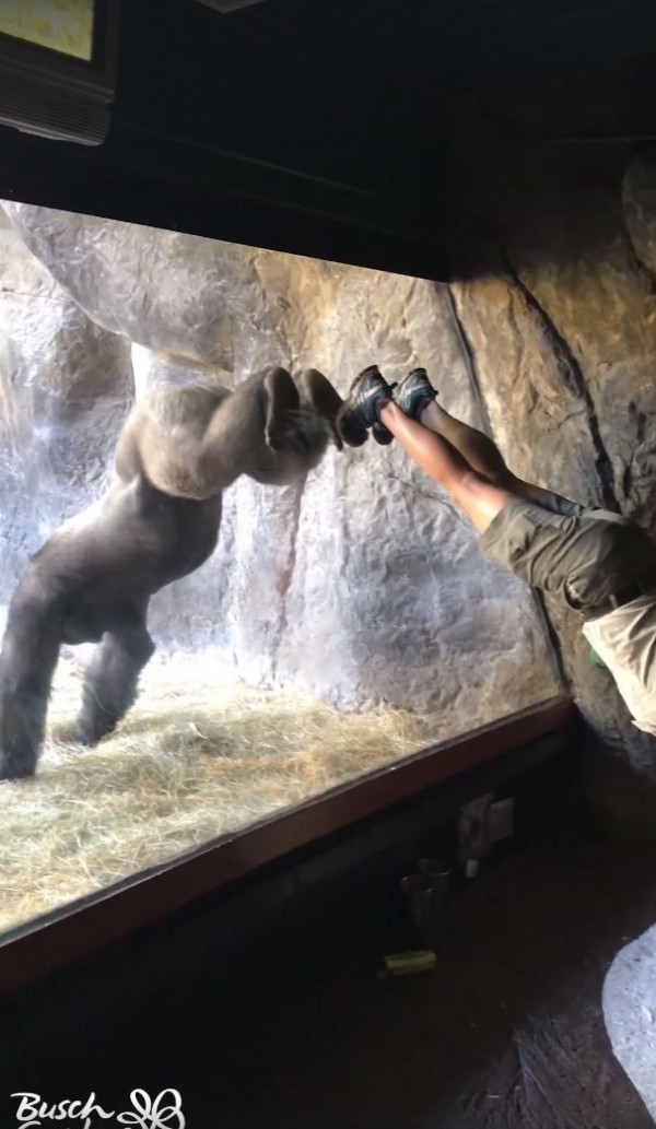 動物園布希花園中名為「博利高」的大猩猩,在布希花園上週三發布的影片中,跟隨著飼養員擺出各種不同的動作,甚至連雙腳靠著玻璃的倒立動作也難不倒牠。(翻攝自Busch Gardens Tampa Bay Facebook) 動物園布希花園中名為「博利高」的大猩猩,在布希花園上週三發布的影片中,跟隨著飼養員擺出各種不同的動作,甚至連雙腳靠著玻璃的倒立動作也難不倒牠。(翻攝自Busch Gardens Tampa Bay Facebook)