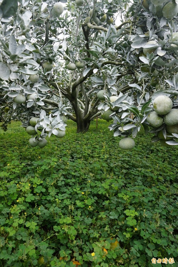 嘉義縣新港果樹產銷第6班成員在茂谷柑果樹周邊種植酢漿草，可保持土壤濕度、抑制雜草生長。（記者曾迺強攝）