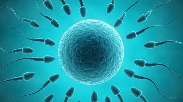英國巴斯大學的研究團隊在老鼠實驗中,成功「欺騙」精子,讓非卵子細胞和精子結合,順利誕生健康的小老鼠。(圖取自澳洲新聞網)