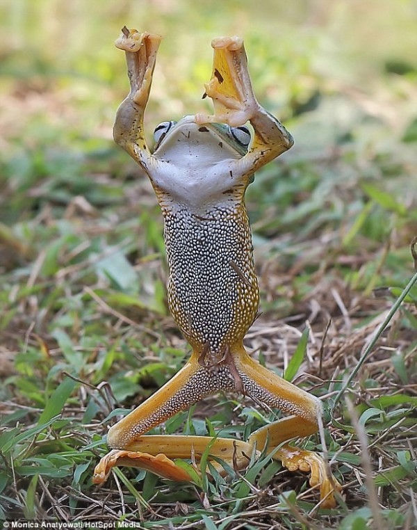飛蛙似乎是在拉筋,想要跳上樹枝。(圖片擷取自每日郵報)