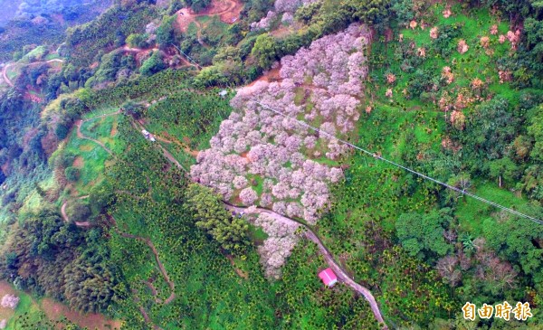 南投縣國姓鄉南港村金瓜山的羅家梅園,從空中鳥瞰就像是一幅台灣地圖。(記者佟振國攝)