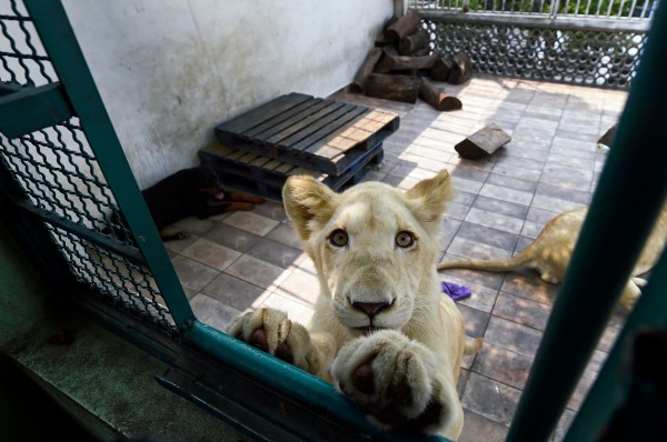墨西哥1名飼主在自家樓頂飼養3隻獅子,其中2隻為罕見的白獅子。圖為其中一隻白獅。(法新社)