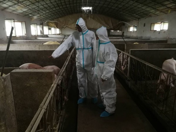 圖為呼和浩特市動物衛生監督所展開豬瘟排查工作。（取自內蒙古動物衛生監督網）