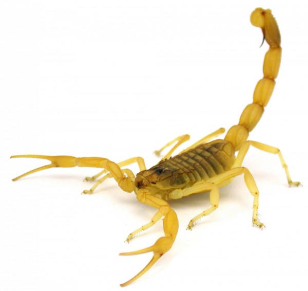 以色列金蠍(Deathstalker Scorpion)的毒液價格高昂,1公升的毒液約價值3億台幣。(法新社)