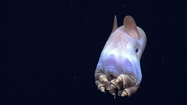 長大後的小飛象章魚。(圖擷取自「NOAA Okeanos Explorer」網站)
