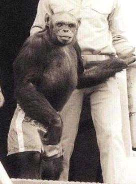 近期有科學家宣稱，人猩混種距今約100年前曾誕生過，卻因為科學家擔心引發倫理問題，將其殺死。圖為一度被懷疑是人猩混種的「奧利弗猩猩（Oliver the chimpanzee）」。（圖截自維基百科）