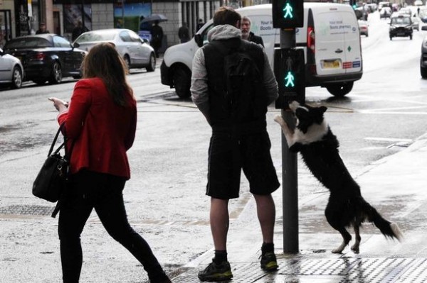 英國有一隻牧羊犬，居然會像人類一樣過馬路，在過馬路前還會先按下紅綠燈桿自助按鈕，而且在變成綠燈後還會立刻飛奔橫跨馬路，令人嘖嘖稱奇。（圖取自英國dailyrecord）