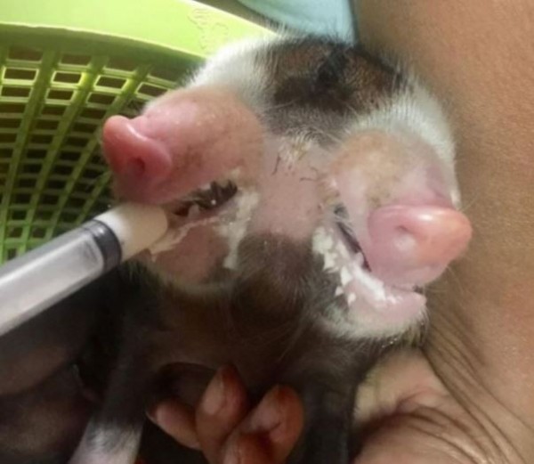 小豬雖然畸形,但直至目前為止生命徵象一切良好。(TeeNee)