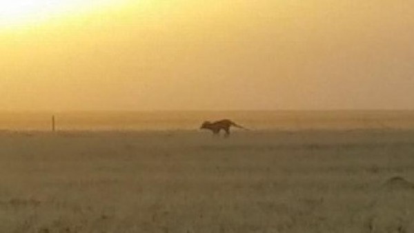 一名業餘攝影師近日聲稱,他在澳洲南部拍攝日出景色時,一隻行走動作奇特的不明生物跑到鏡頭內,他認為這隻生物就是大家認為已經絕種的袋狼。 (圖擷取自YouTube)