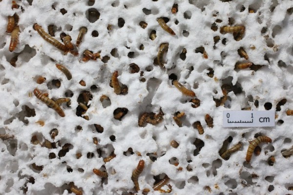 美國科學研究發現，黃粉蟲（mealworm）可吃下塑膠並成功消化分解，科學團隊認為，黃粉蟲將有助於處理全球塑膠垃圾爆炸的問題。（圖截自Stanford/Yu Yang）