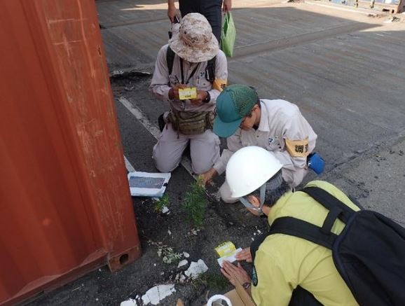「紅火蟻」日前首次在日本兵庫縣尼崎市一處貨櫃保管場現蹤發現一整窩的紅火蟻,無獨有偶,日本環境省18日又在神戶港發現紅火蟻群。(圖擷取自朝日新聞)