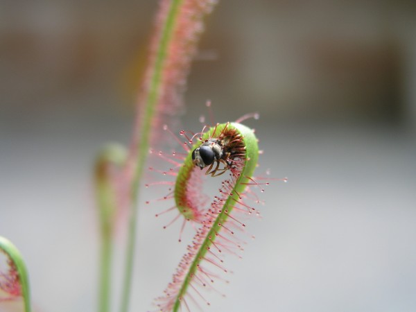 食蟲植物透過捕食小蟲，將牠們轉化成養分。（小鴨王提供）