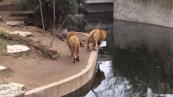 近來網路上瘋傳1段影片,2隻動物園裡的公獅在水塘邊散步,但1隻公獅凝視遠方到出神的境界,竟沒發現自己已接近水泥平台邊緣,接著1腳踩空、狼狽落水。(圖擷取自影片)