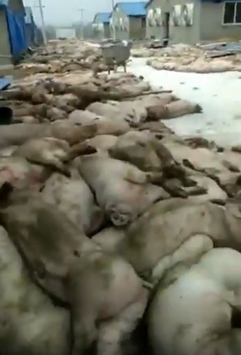 中國福建省尤溪縣豬場被拍到堆滿萬頭死豬，畫面相當驚人。（圖擷自臉書）