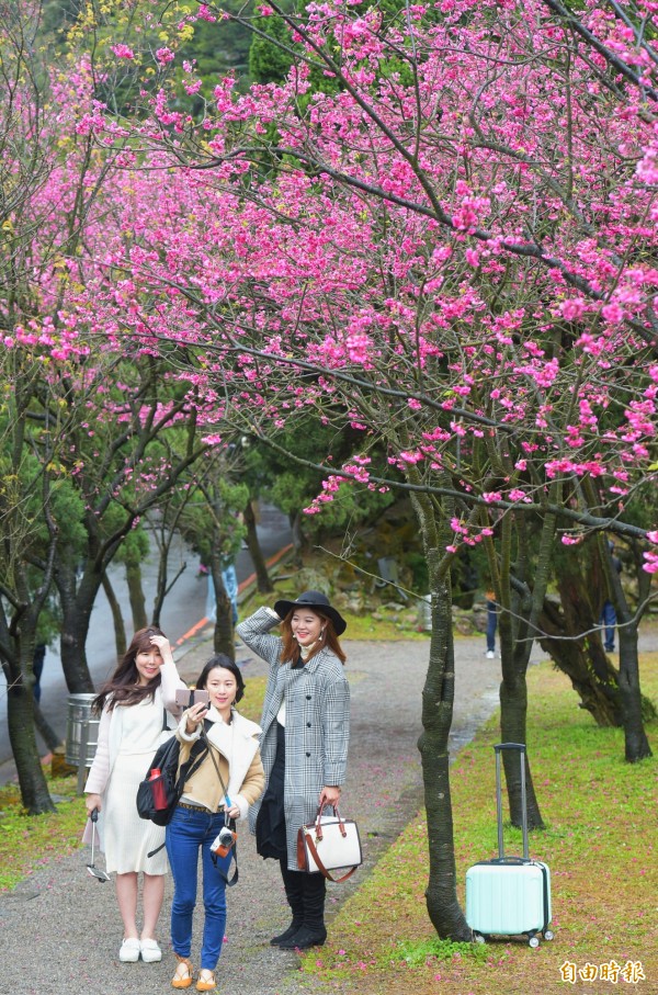 2018陽明山花季22日開幕，已有民眾率先上山欣賞美景。（記者張嘉明攝）