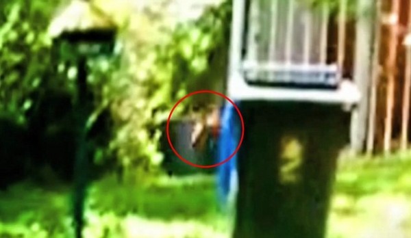 一個澳洲動物愛好組織近來聲稱，有民眾於今年2月在自家住宅後園拍攝到袋狼出沒，影片中只有3秒鐘的模糊身影。（圖截自YouTube/Thylacine Awareness Group of Australia）
