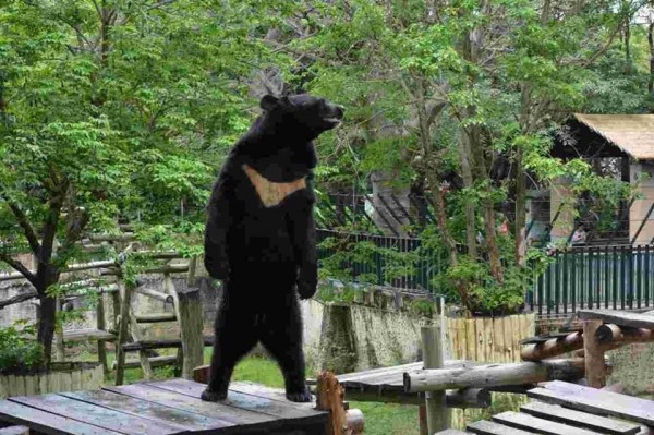 高雄壽山動物園台灣黑熊波比,今日下午從獸欄爬出後跑到安全區域,雖對遊客沒有安全疑慮,園方已用麻醉槍讓牠昏睡。(資料照,觀光局提供)