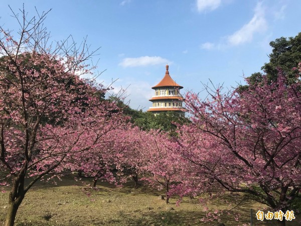 淡水無極天元宮提三色櫻已盛開。（無極天元宮提供）