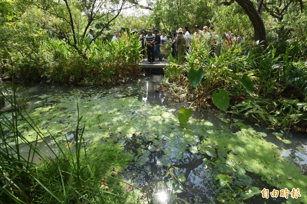 大安森林公園小生態池成功復育螢火蟲，記錄這段故事的紀錄片「點亮台灣之光，螢火蟲飛吧」，拿下休士頓國際影展最佳紀錄片金獎。（資料照，記者簡榮豐攝）