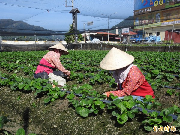 一名種草莓的農夫雇用30歲大學生打工,卻產生糾紛,遭大學生家人陸續向各單位檢舉、被縣府開罰。採草莓示意圖,與本新聞無關。(資料照)