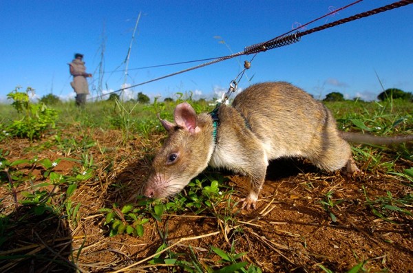 掃雷鼠/1997年起比利時非營利組織APOPO訓練非洲巨鼠，