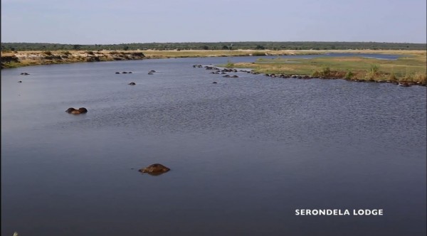 非洲波札那約400頭水牛疑為躲避獅群追捕溺斃河中。(圖擷自「Serondela Lodge」臉書)