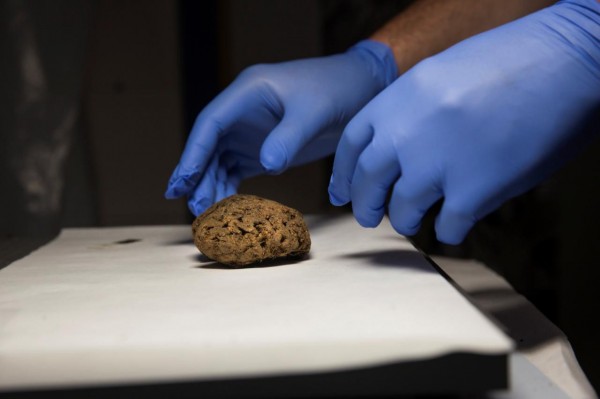 這批呈深褐色的人腦保存於塞魯雅的實驗室，外觀乾枯皺縮。（路透）