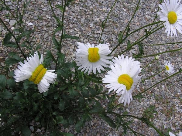 日本福島鄰縣驚見雛菊變種花。(圖片取自san_kaido推特)