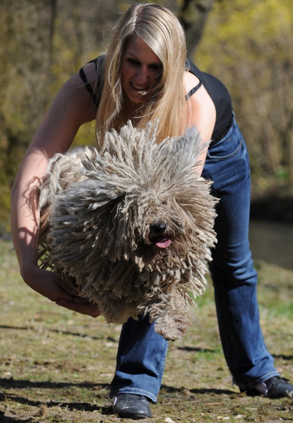 來自匈牙利的波利犬俗稱「拖把狗」，因以獨特狗毛而聞名，波利犬會隨年齡增長，會生出更長的毛。（毆新社）