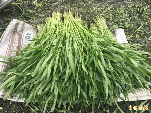 蕹菜藏水蛭?謠言! 吃下肚吸血致死?食藥署:沒 ...