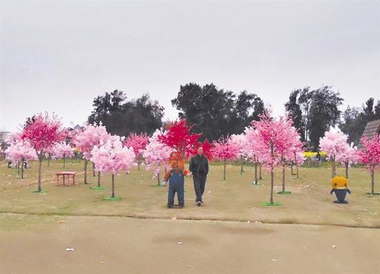 中國一間展覽公司在浙江溫州某間生態莊園辦旅遊節,大打櫻花海洋等噱頭,結果園區裡頭的櫻花全是塑膠做的。(圖擷取自澎湃新聞)