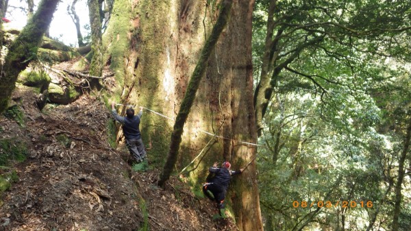 台灣十大神木排行/溪頭千年神木倒塌/樹齡超過2500年的紅檜