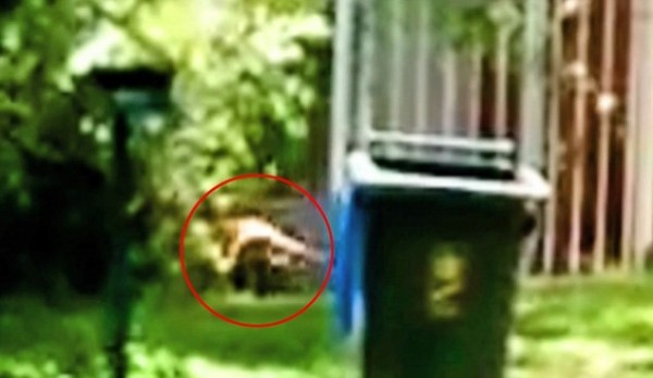 有民眾宣稱在澳洲拍攝到袋狼出沒，80年前被宣告絕種的袋狼很可能仍存活於世。（圖截自YouTube/Thylacine Awareness Group of Australia）