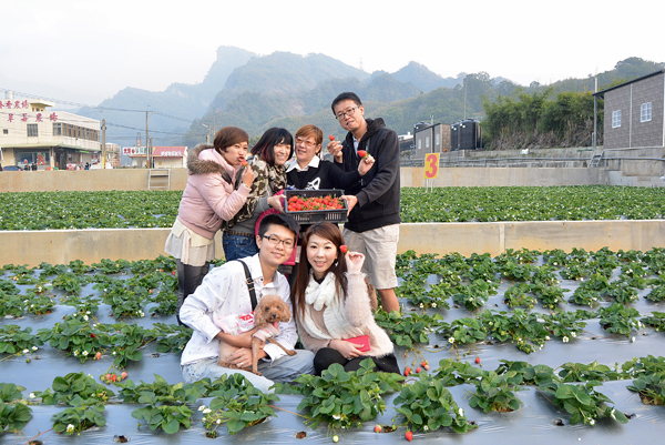 苗栗大湖 採莓趣泰安溫泉 全台新春出遊路線 自由電子報