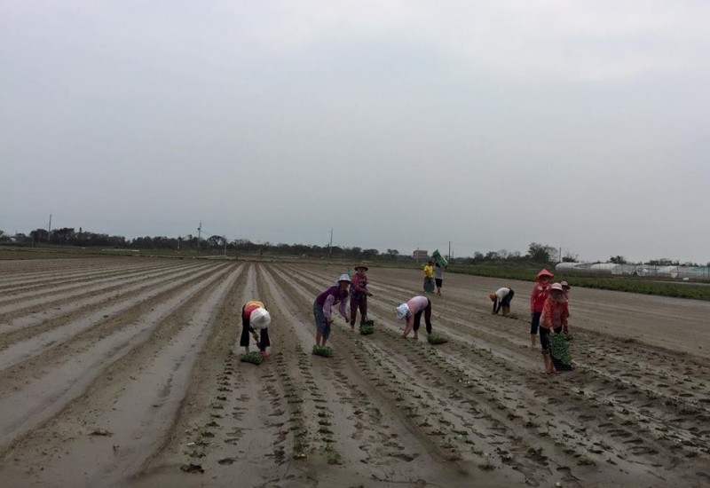 稻米直接給付/農民職業災害保險/農業生產自動化不足了/台灣的