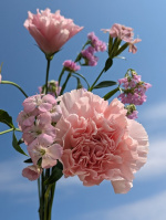 Pixel 7a 實拍照片（圖／記者劉惠琴攝）
