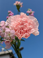 Pixel 7a 實拍照片（圖／記者劉惠琴攝）
