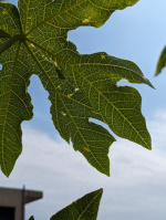 Pixel 7a 實拍照片（圖／記者劉惠琴攝）
