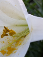 Pixel 7a 實拍照片，肖像模式拍攝。（圖／記者劉惠琴攝）
