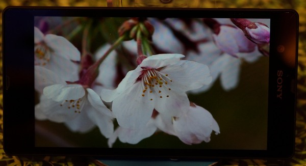 Xperia Z FHD 螢幕讓照片看起來栩栩如生。