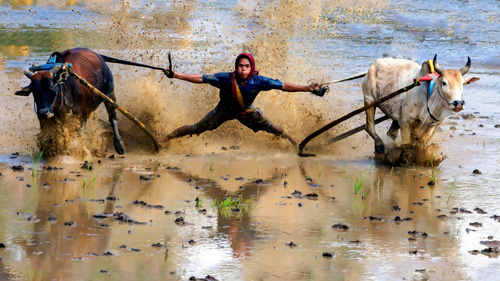 索尼世界攝影大獎區域國家獎 首獎林春重作品「Bull Racing」