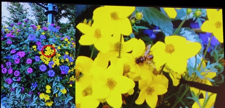 蝦密? 國家地理雜誌用Lumia 1020 手機拍跨頁特輯