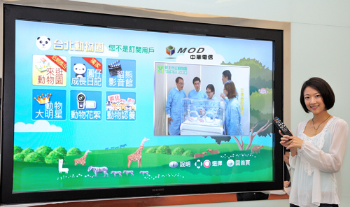 看貓熊免排隊 MOD 高畫質直播