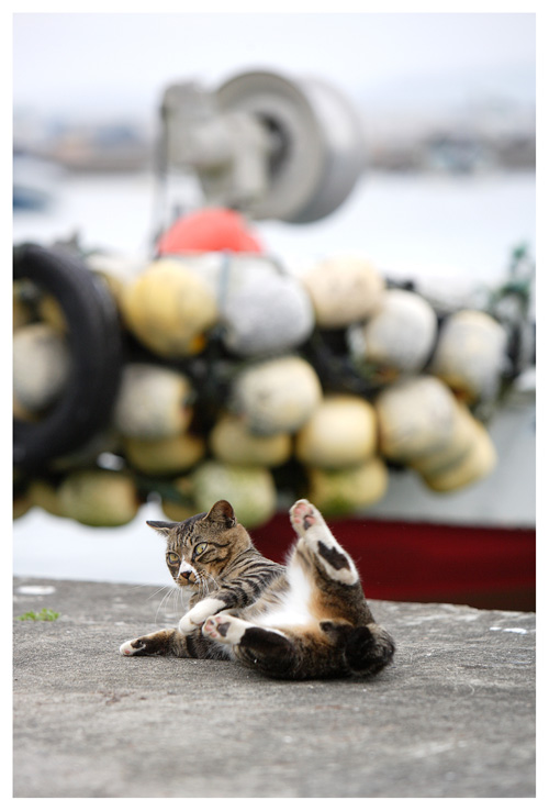 「The Weekly Flickr 大攝影家」微影音登台