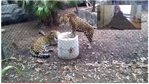 在 Google Glass 可以直接看到動物園裡面的動物實況。畫面擷取自 Memorial Hermann 醫院網站